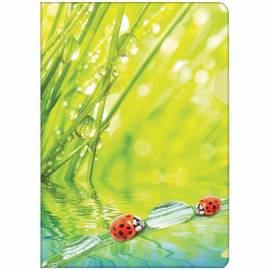 Папка-уголок Berlingo "Ladybird", А4, 180мкм, рисунок